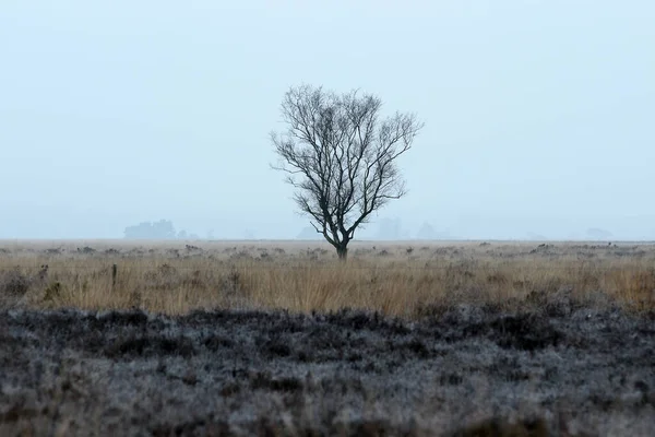 Samotna Brzoza Lodowym Krajobrazie Dwingelderveld Holandia — Zdjęcie stockowe