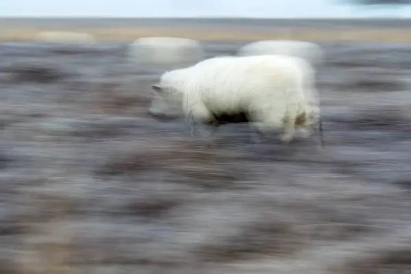 Hollanda Dwingelderveld Koşan Drents Koyunları — Stok fotoğraf