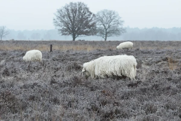 Dwingelderveld Hollanda Daki Drents Koyunları — Stok fotoğraf