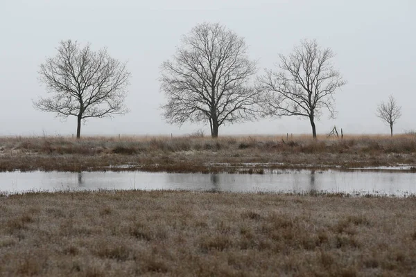 Árvores Com Piscina Turfa Dwingelderveld Países Baixos — Fotografia de Stock