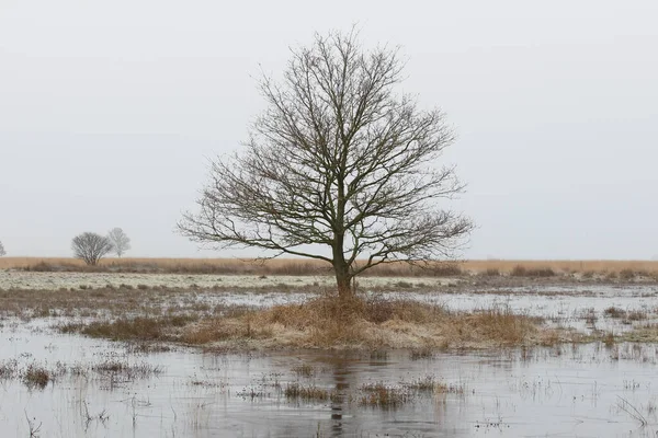 Hollanda Dwingelderveld Deki Buzlu Arazide Meşe Ağacı — Stok fotoğraf