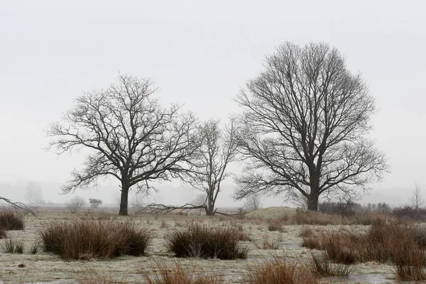 Carvalhos Paisagem Gelada Dwingelderveld Países Baixos — Fotografia de Stock