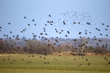 Hollanda, Dwingelderveld 'de sığırcık sürüsü