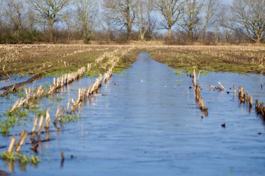 Hollanda, Dwingelderveld yakınlarındaki bir çayırda donmuş su.