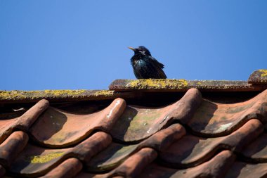 Hollanda, Anholt 'taki Olde Posthuus restoranının çatısında Starling.