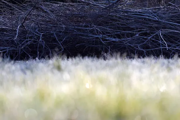 Трава Изгородь Анхольте Двингельдервелд Нидерланды — стоковое фото
