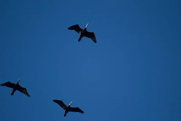 Hollanda Dwingelderveld Üzerinde Karabatak Sürüsü — Stok fotoğraf