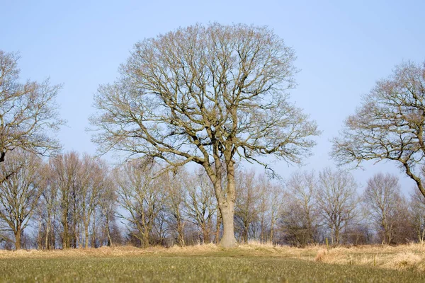 Oak Meadow Dwingelderveld Netherland — Stock Photo, Image