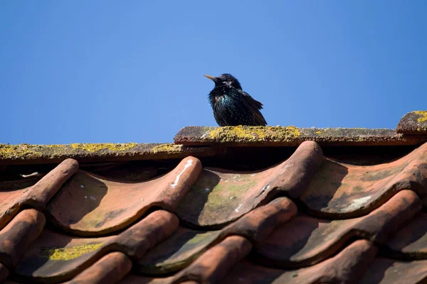 Starling Telhado Restaurante Olde Posthuus Anholt Países Baixos — Fotografia de Stock