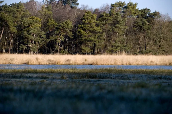 オランダのBoswachterij Ruinenの泥炭プール — ストック写真