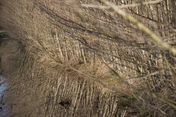 Ditch Boswachterij Ruinen Paesi Bassi — Foto Stock