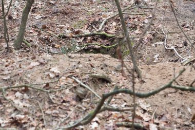 Hollanda, Dwingelderveld 'deki Porsuk Kalesi