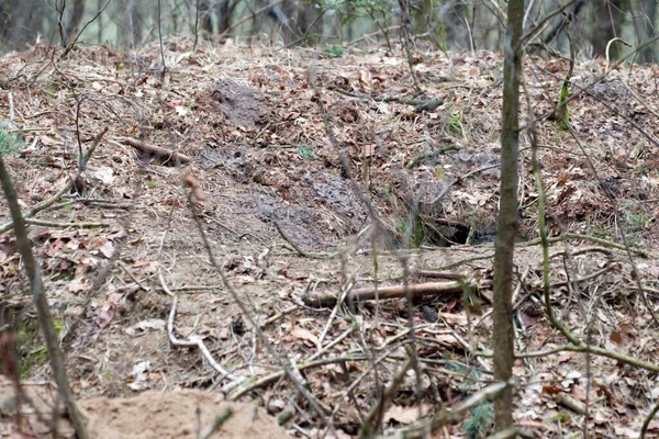 Zamek Borsuk Dwingelderveld Holandia — Zdjęcie stockowe