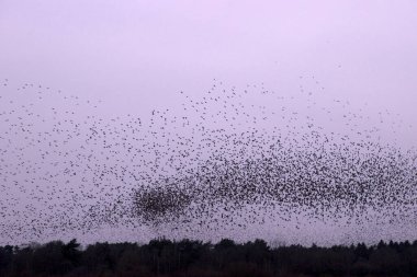 Hollanda, Dwingelderveld 'de Starling Bulutu