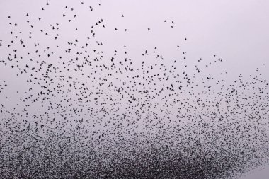 Hollanda, Dwingelderveld 'de Starling Bulutu