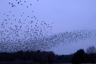 Hollanda, Dwingelderveld 'de Starling Bulutu