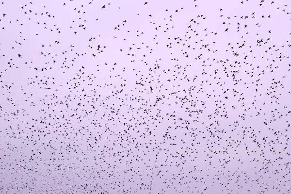 Nube Starling Dwingelderveld Países Bajos —  Fotos de Stock