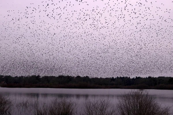 Nube Stellata Dwingelderveld Paesi Bassi — Foto Stock