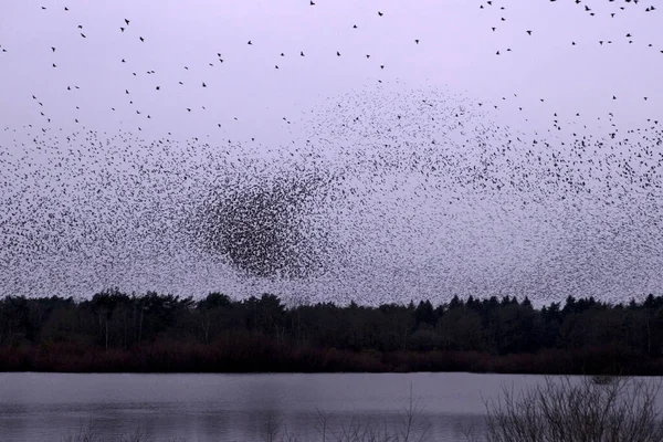 Nube Stellata Dwingelderveld Paesi Bassi — Foto Stock