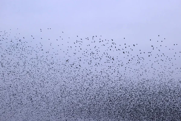 Nube Starling Dwingelderveld Países Bajos —  Fotos de Stock