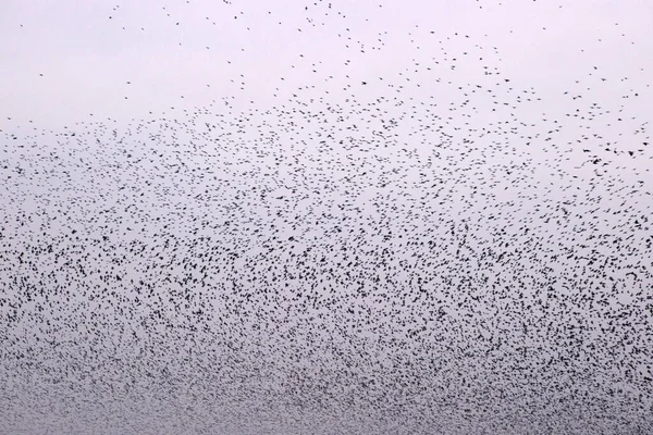 Starling Cloud Dwingelderveld Netherlands — Stock fotografie