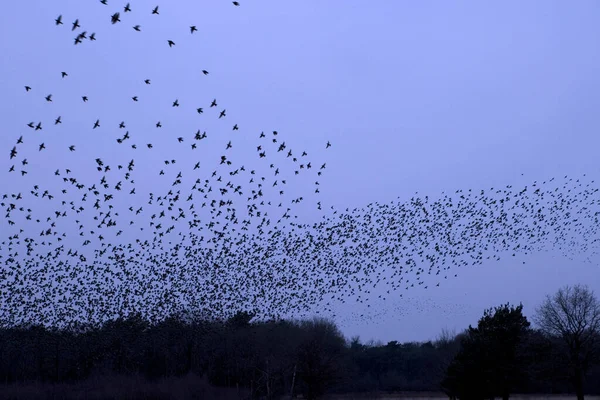 Hollanda Dwingelderveld Starling Bulutu — Stok fotoğraf