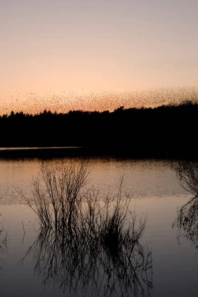 Nube Stellata Dwingelderveld Paesi Bassi — Foto Stock