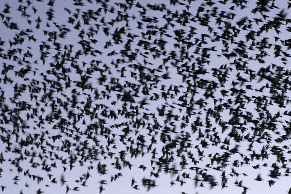 Starling Dwingelderveld Paesi Bassi — Foto Stock