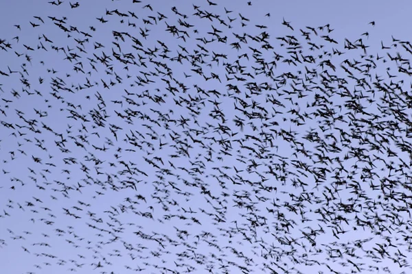 Starlings Dwingelderveld Países Bajos —  Fotos de Stock