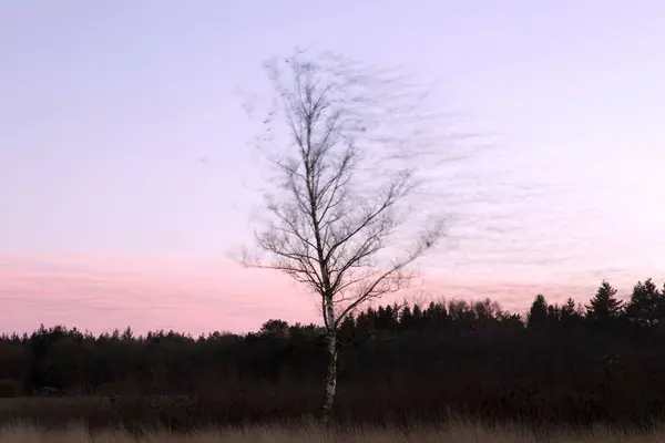 Hollanda Dwingelderveld Sığırcıklı Huş Ağacı — Stok fotoğraf