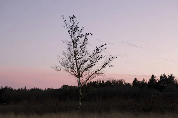 Birch Starlings Dwingelderveld Netherland — Stock Photo, Image