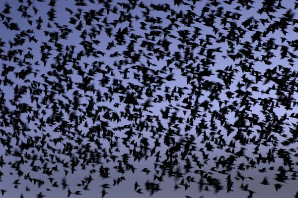 Starlingové Dwingelderveldu Nizozemsko — Stock fotografie