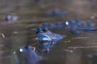 Hollanda, Dwingelderveld 'de çiftleşme mevsiminde sık rastlanan kurbağalar