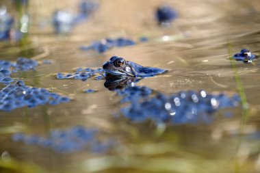 Hollanda, Dwingelderveld 'de çiftleşme mevsiminde sık rastlanan kurbağalar