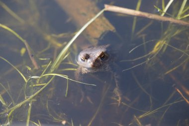 Hollanda, Dwingelderveld 'de yaygın bilardo kurbağası
