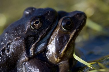 Hollanda, Dwingelderveld 'de çiftleşme mevsiminde sık rastlanan kurbağalar