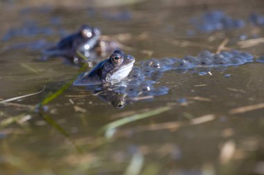 Hollanda, Dwingelderveld 'de çiftleşme mevsiminde sık rastlanan kurbağalar