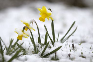 Hollanda Hoogeveen 'deki mezarlıkta karlı nergisler