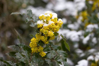 Hollanda Hoogeveen 'de mezarlıkta kar yağan Maun ağacı