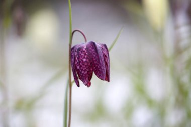 Hollanda Hoogeveen 'deki mezarlıkta karlı mor bir çiçek.