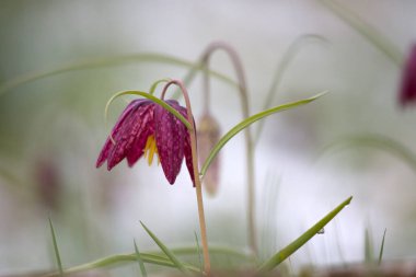 Hollanda Hoogeveen 'deki mezarlıkta karlı mor bir çiçek.