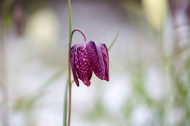 Hollanda Hoogeveen 'deki mezarlıkta karlı mor bir çiçek.