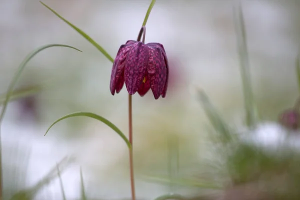 Hollanda Hoogeveen Deki Mezarlıkta Karlı Mor Bir Çiçek — Stok fotoğraf