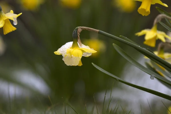 Daffodils Com Neve Cemitério Hoogeveen Países Baixos — Fotografia de Stock