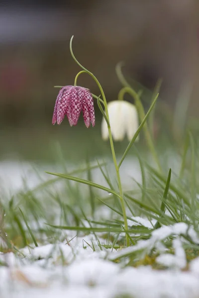 Hollanda Hoogeveen Deki Mezarlıkta Karla Kaplı Vahşi Çiçek — Stok fotoğraf