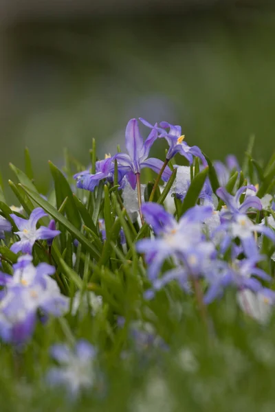 Glória Flor Neve Com Neve Cemitério Hoogeveen Países Baixos — Fotografia de Stock