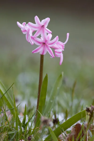 Hollanda Hoogeveen Deki Mezarlıkta Karlı Sümbül Çiçeği — Stok fotoğraf