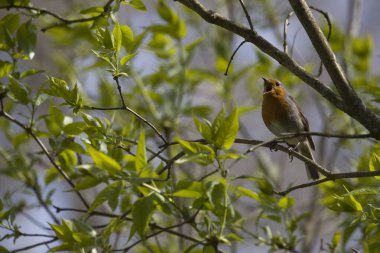 Hollanda Hoogeveen Mezarlığı 'nda bülbül şakıyan