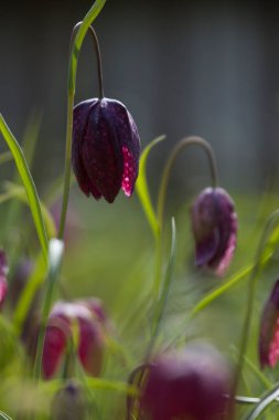 Hollanda Hoogeveen 'deki mezarlıkta mor kanat çiçeği.