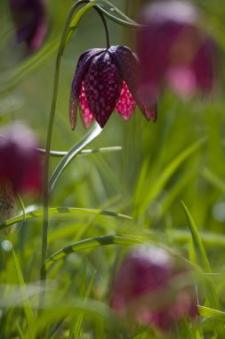 Hollanda Hoogeveen 'deki mezarlıkta mor kanat çiçeği.